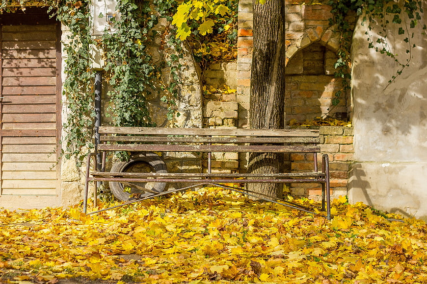 Rustic wooden bench in autumn garden with yellow leaves