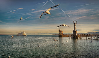 Seagulls Flying Over Lake Constance Pier at Sunset