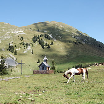 Piebald horse grazing near mountain chapel in alpine meadow