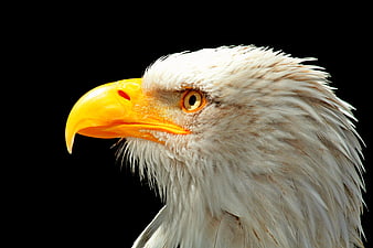 Close-up portrait of a bald eagle head on black background
