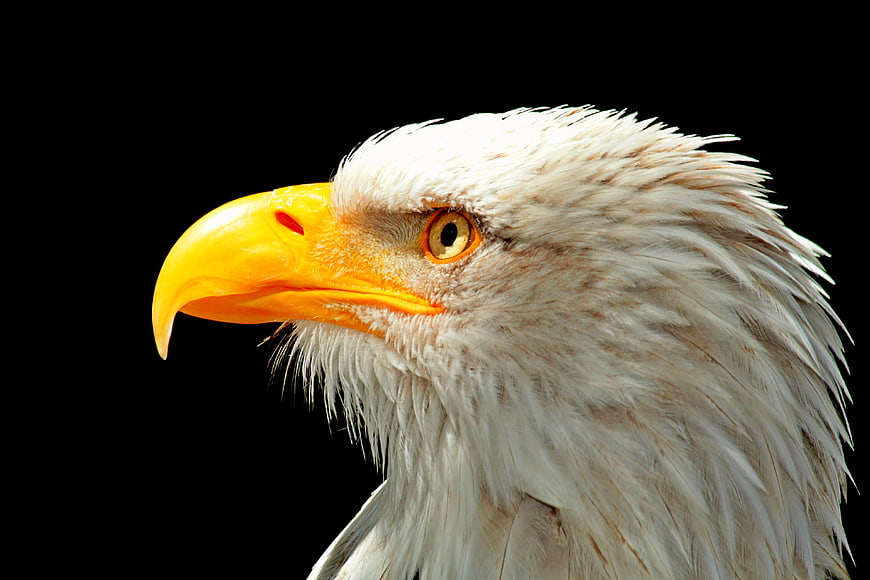 Close-up portrait of a bald eagle head on black background