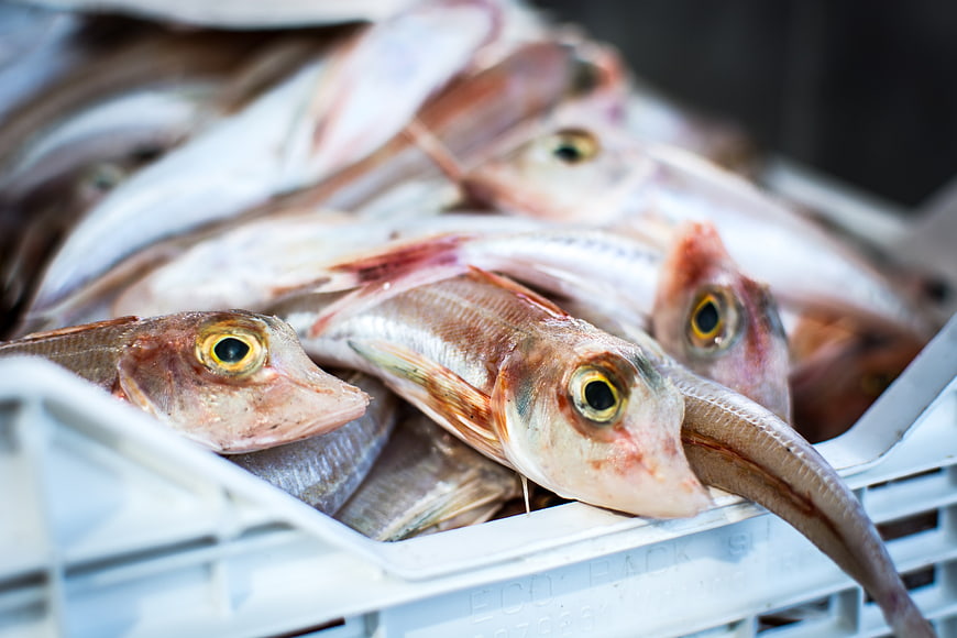 Fresh Red Mullet Fish in White Crate at Market