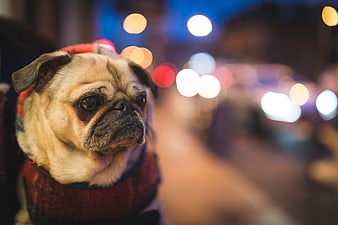 Cute pug dog wearing red coat on city street at night
