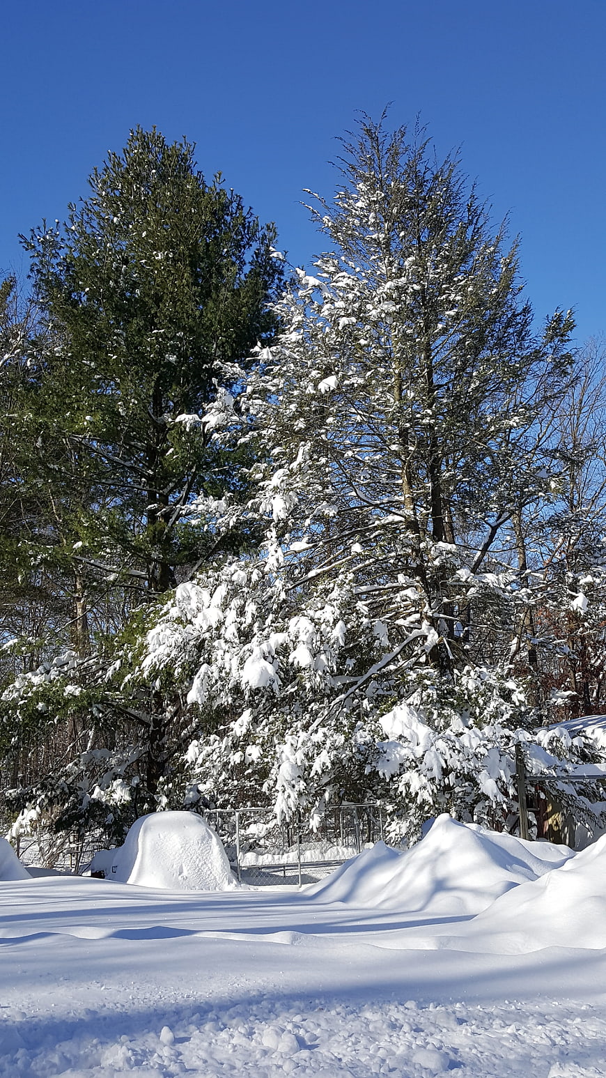 Snow-covered pine trees against a clear blue winter sky