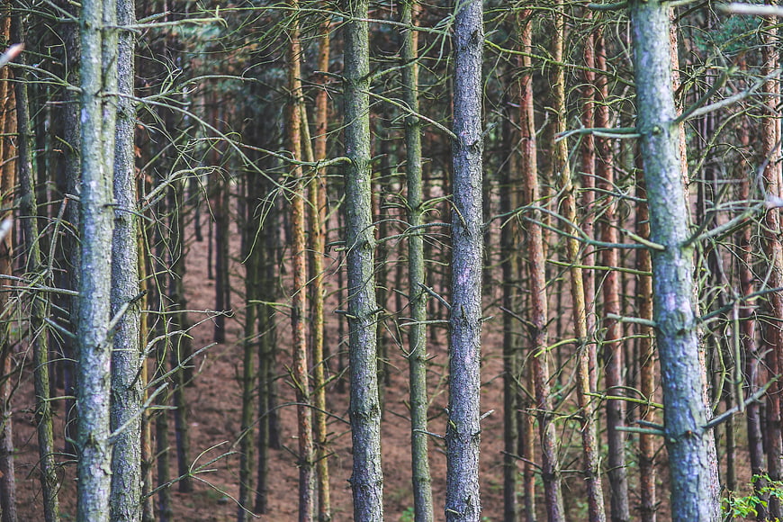 Dense Pine Forest with Vertical Tree Trunks