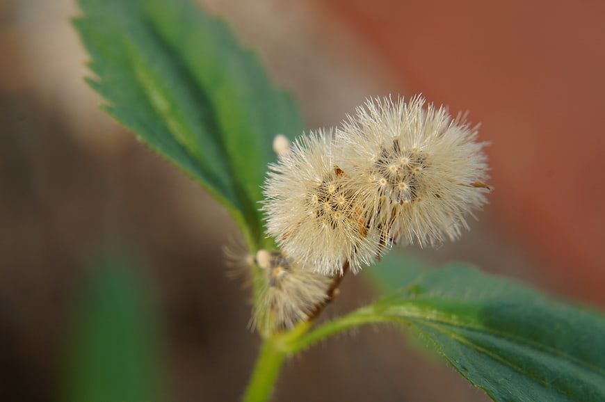 Close-up of fluffy white seed heads on a green plant