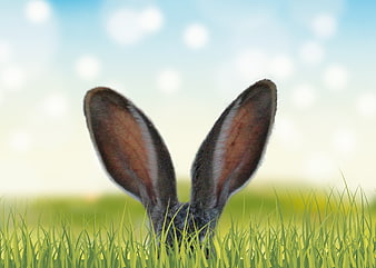 Rabbit Ears Peeking Over Green Grass in Spring Meadow