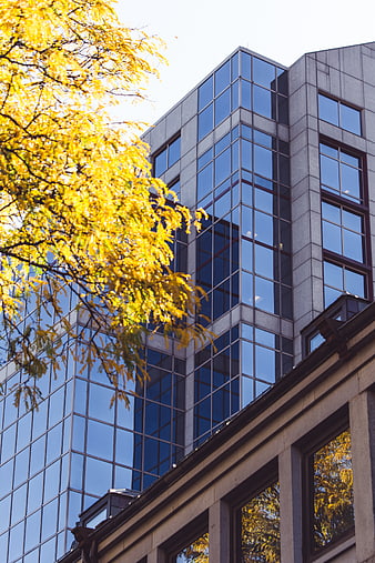 Modern Glass Office Building with Yellow Autumn Tree