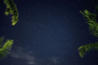 Night Sky with Stars and Palm Leaves