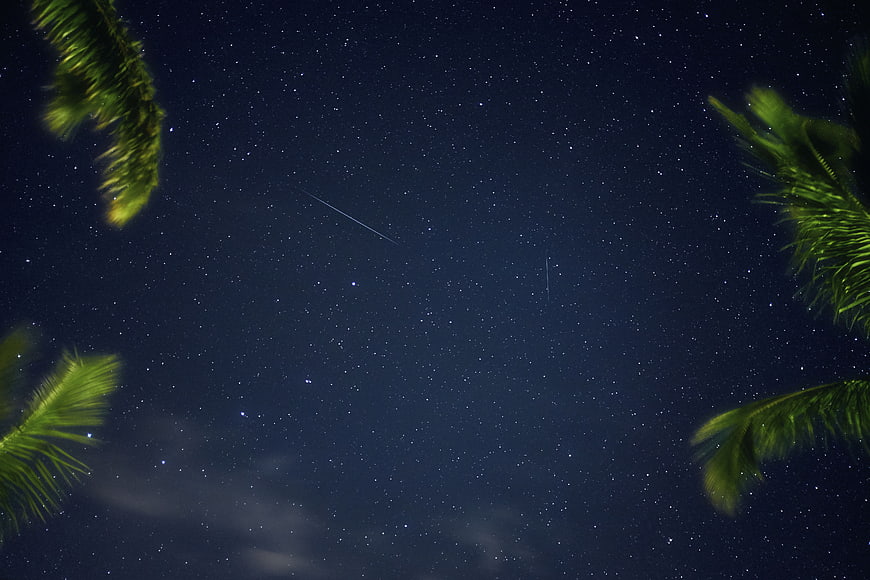 Night Sky with Stars and Palm Leaves