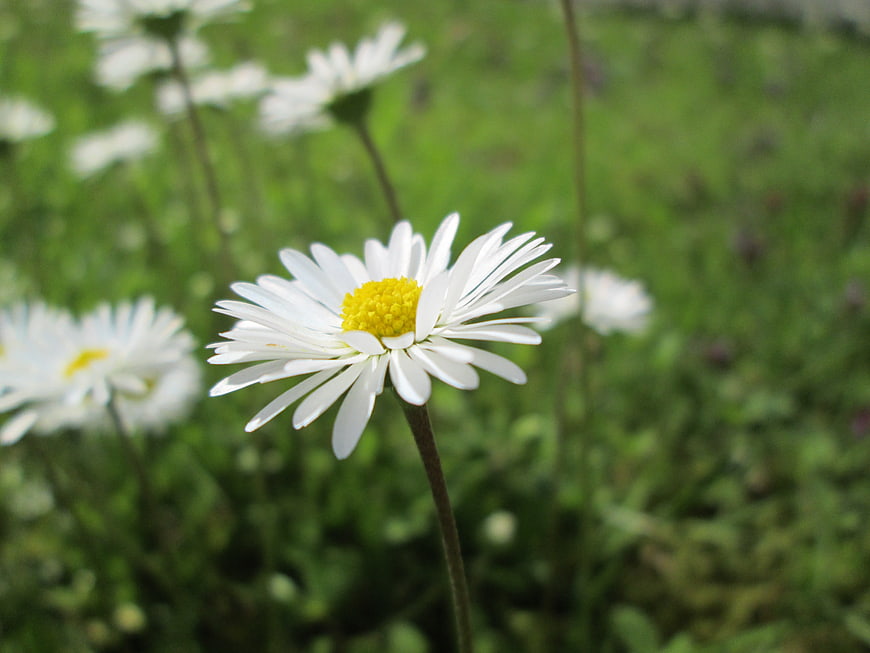 Close-up of a white daisy with yellow center in a green meadow