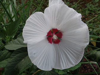 Close-up of White Hibiscus Flower with Red Center
