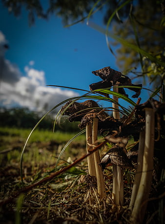Low angle view of dark mushrooms in grass against blue sky