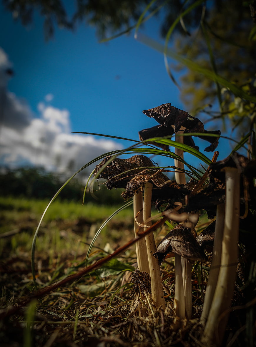 Low angle view of dark mushrooms in grass against blue sky
