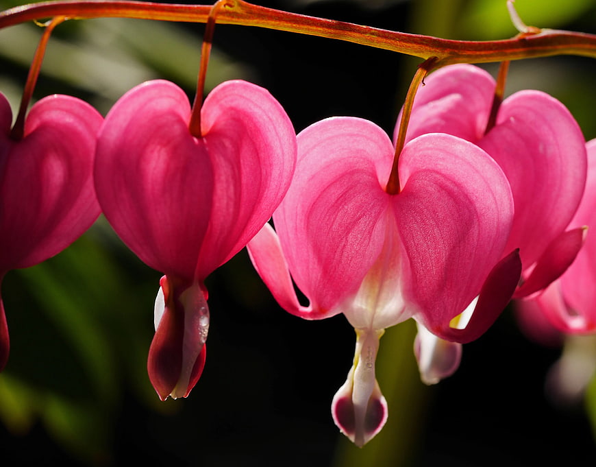 Close-up of vibrant pink bleeding heart flowers hanging
