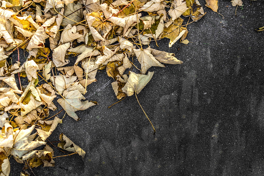 Dried autumn leaves on dark asphalt pavement background