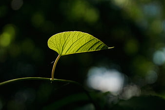 Backlit Green Leaf with Intricate Veins and Bokeh Background