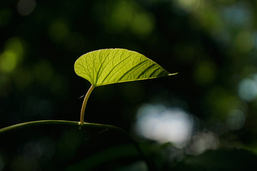 Backlit Green Leaf with Intricate Veins and Bokeh Background