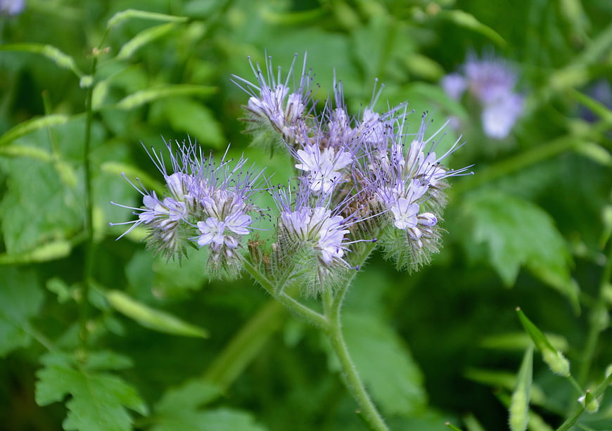 Close-up of purple phacelia flowers with green foliage background