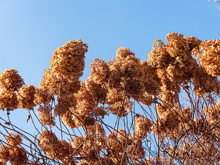Dried Hydrangea Flowers Against Blue Sky