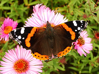 Red Admiral Butterfly on Pink Asters in Garden