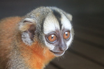 Close-up portrait of a curious common marmoset monkey