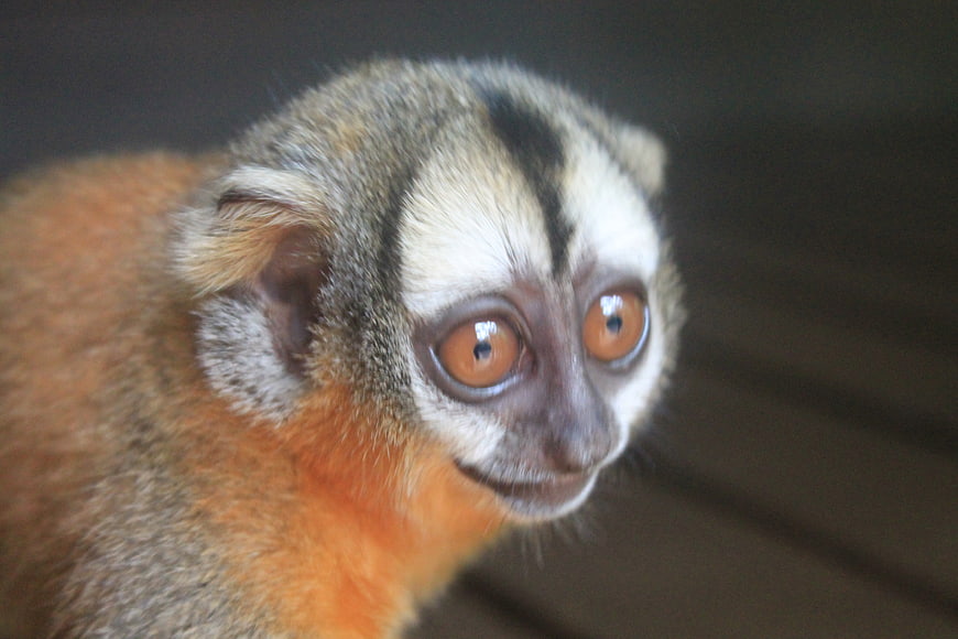 Close-up portrait of a curious common marmoset monkey