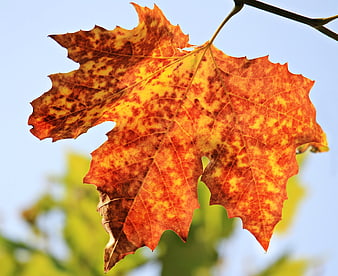 Close-up of vibrant orange and yellow autumn maple leaf against blue sky