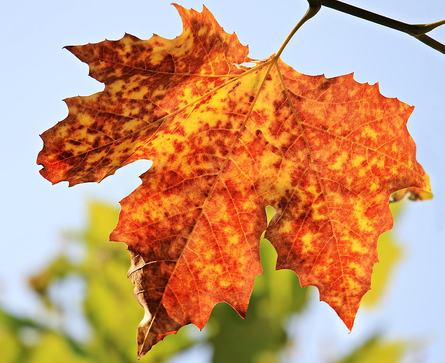 Close-up of vibrant orange and yellow autumn maple leaf against blue sky