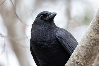 Close-up of a black crow perched on a tree branch