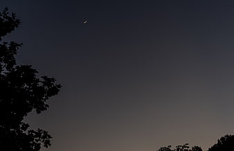 Crescent Moon in Twilight Sky with Tree Silhouettes