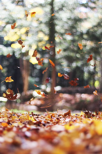 Autumn Leaves Falling in Forest with Bokeh Background
