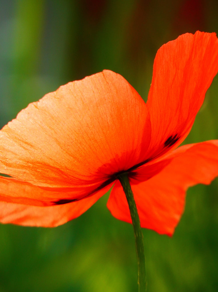 Close-up of vibrant red poppy flower with green background