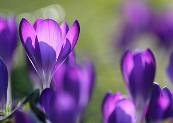 Close-up of vibrant purple crocus flowers in spring sunlight