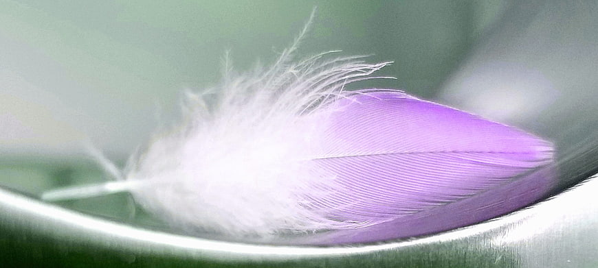Close-up of a purple and white feather on a green leaf