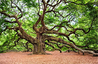 Majestic ancient oak tree with sprawling branches in Charleston