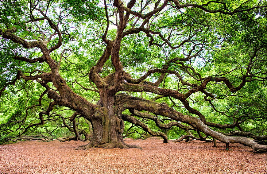 Majestic ancient oak tree with sprawling branches in Charleston