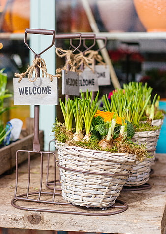 Rustic Welcome Sign with Spring Bulbs in Wicker Basket