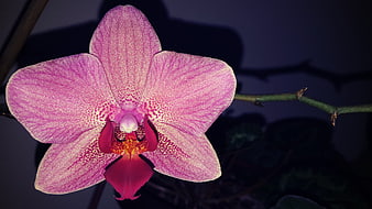 Close-up of a vibrant pink orchid flower with detailed petals