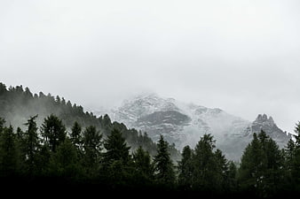 Misty Snow-Capped Mountain Peak Behind Dark Pine Forest