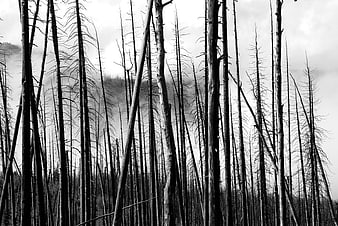 Black and white forest of dead trees in misty fog