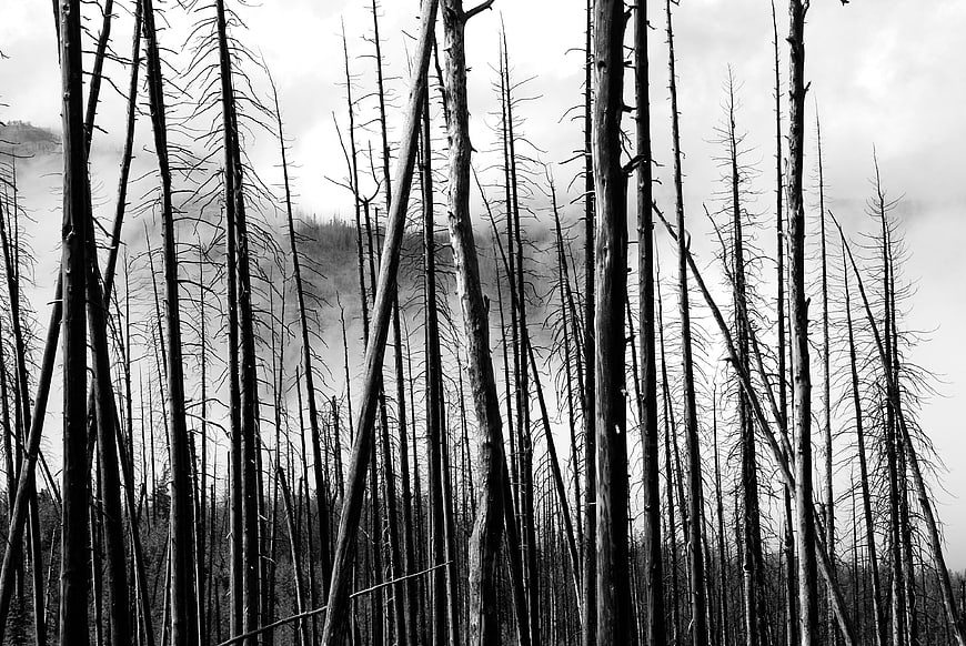 Black and white forest of dead trees in misty fog