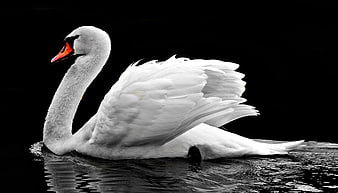 White Swan with Orange Beak on Black Water