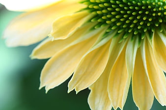 Close-up of yellow coneflower petals and green center