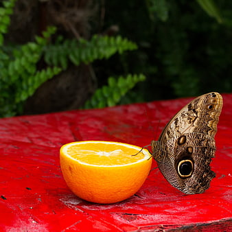 Butterfly Feeding on Orange Slice on Red Wooden Surface