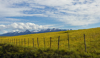 Golden Meadow with Wire Fence and Snow-Capped Mountains