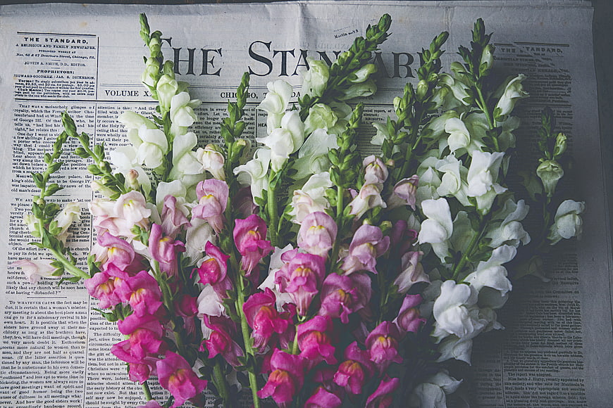 Vintage Snapdragon Flowers on Old Newspaper Background
