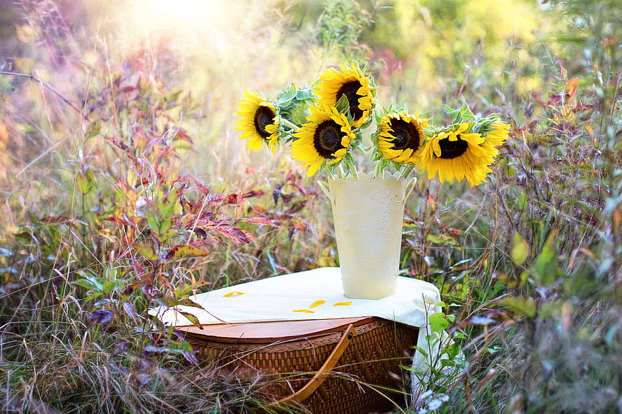 Sunflowers in vintage vase on picnic basket in field