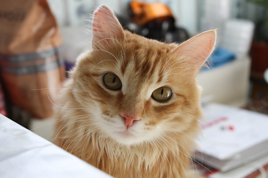 Close-up portrait of a fluffy ginger cat with green eyes