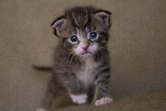 Cute tiny tabby kitten with blue eyes walking forward